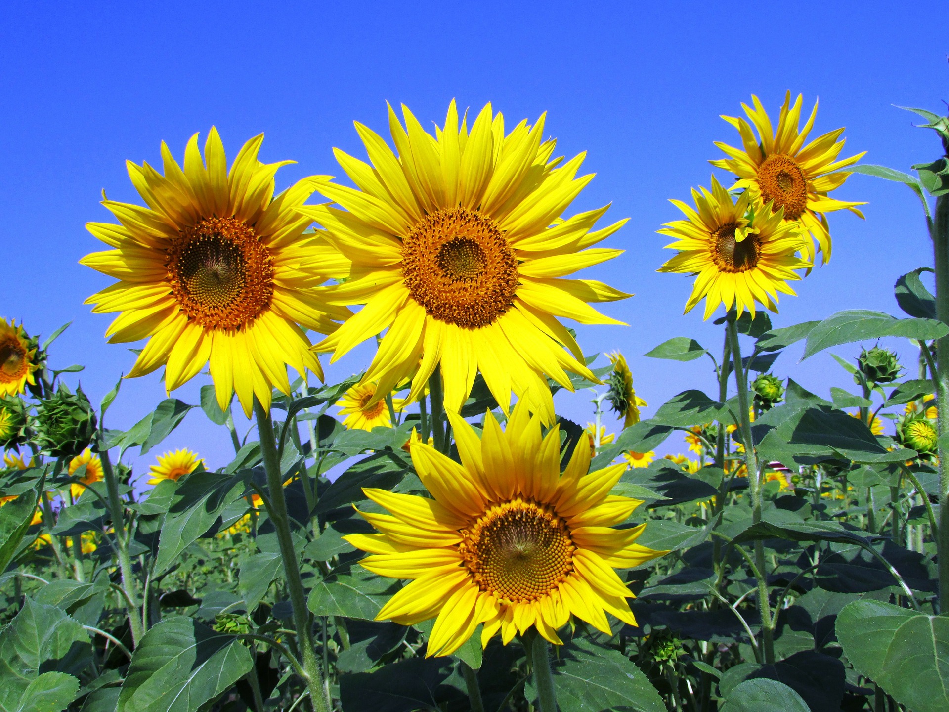 sunflowers-268015_1920.jpg